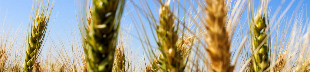 Plant Health – Minor