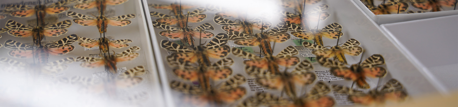 Butterflies mounted in a case