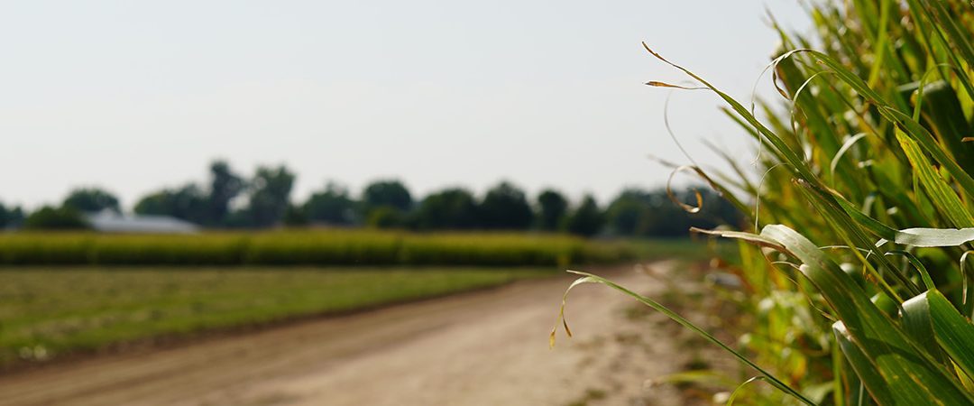 M.S. in Bioagricultural Sciences – Plan B, Pest Management Specialization