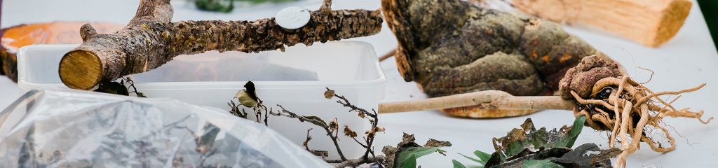 plant roots and branches