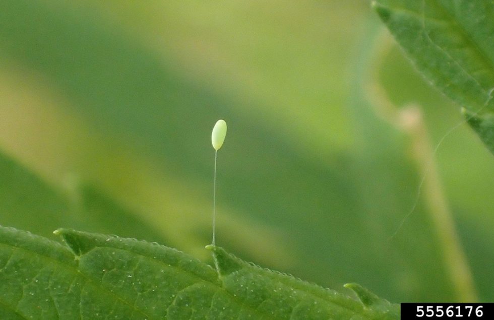 Green lacewings Agricultural Biology