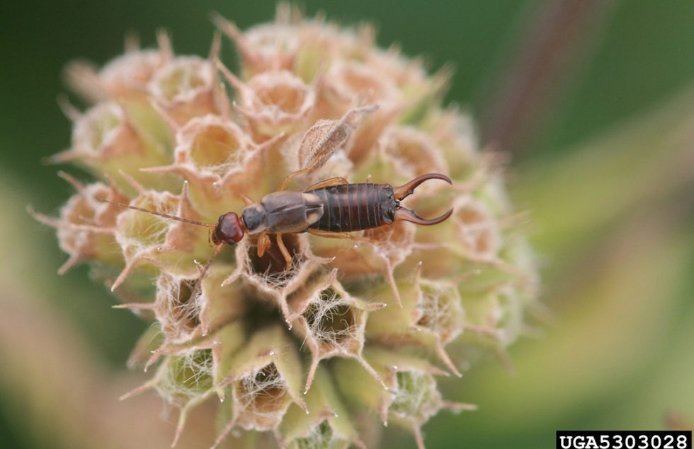 European earwigs Agricultural Biology