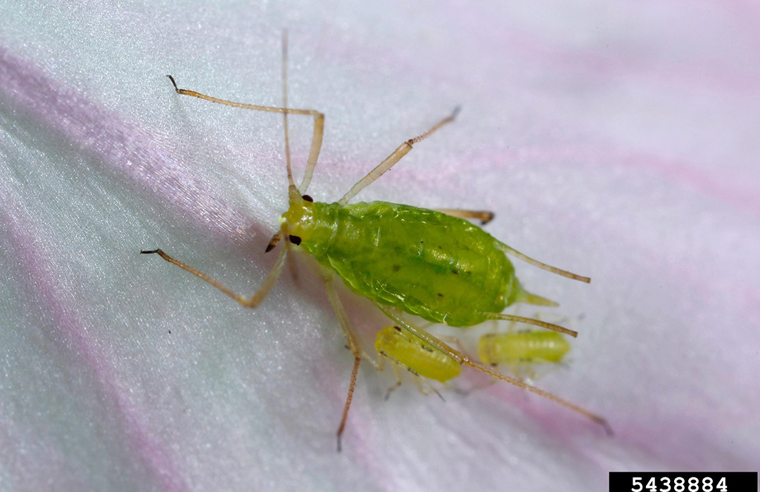 Aphids in alfalfa - Agricultural Biology