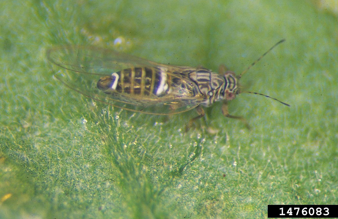 Potato/tomato psyllid - Agricultural Biology