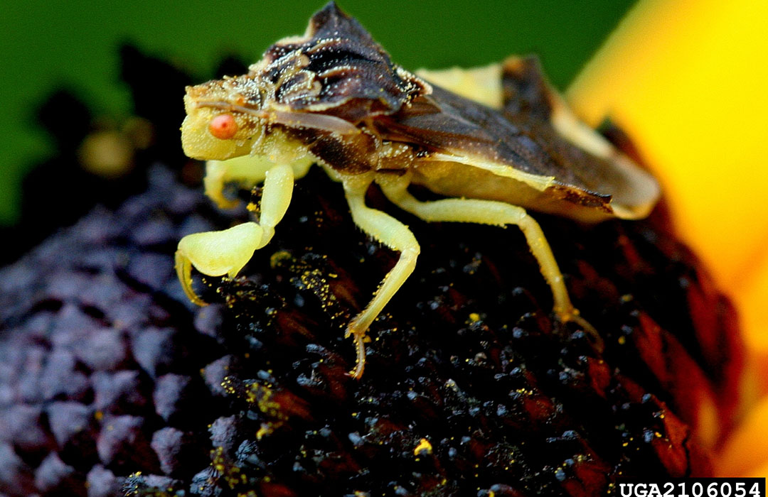 Predatory bugs - Agricultural Biology