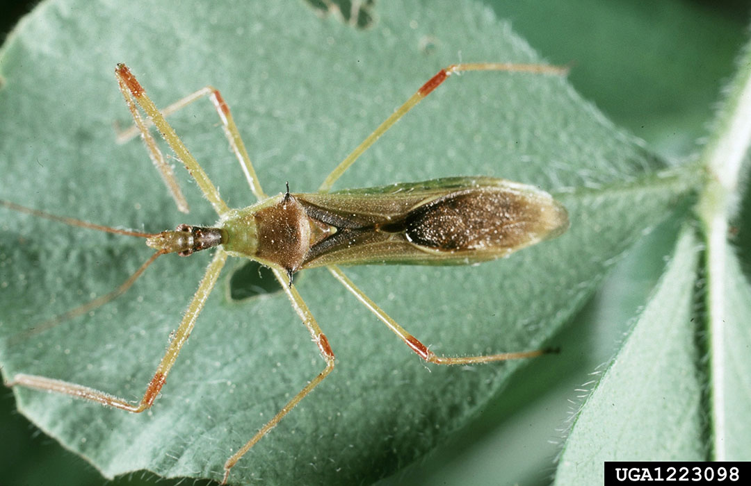 Predatory Insects Example Predatory bugs - Agricultural Biology