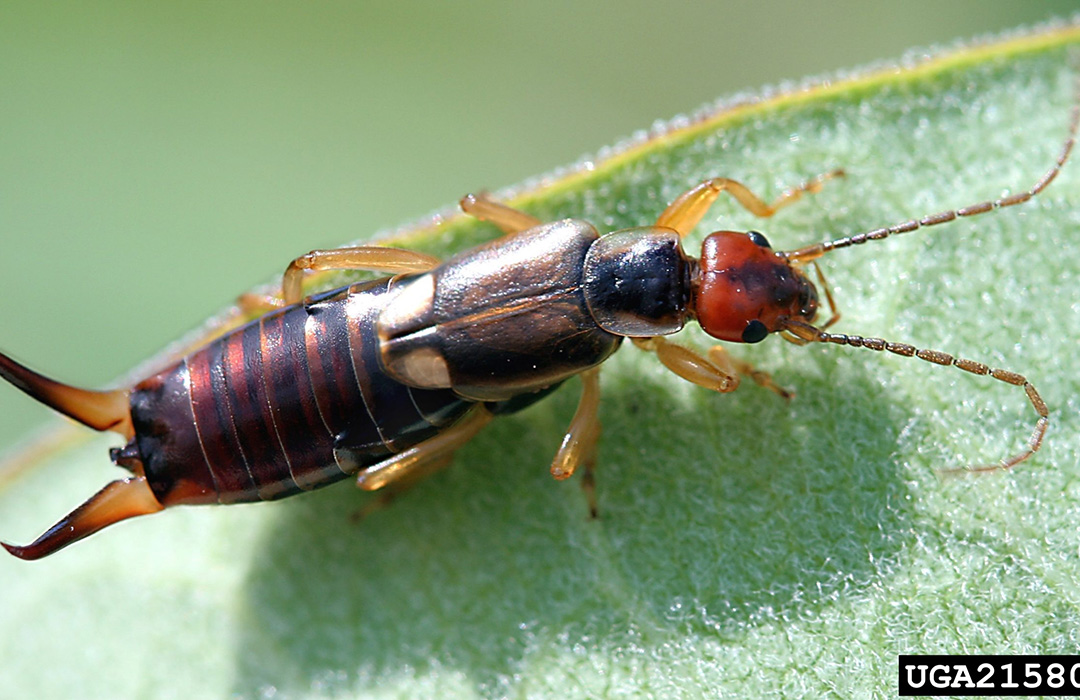 European earwigs - Agricultural Biology