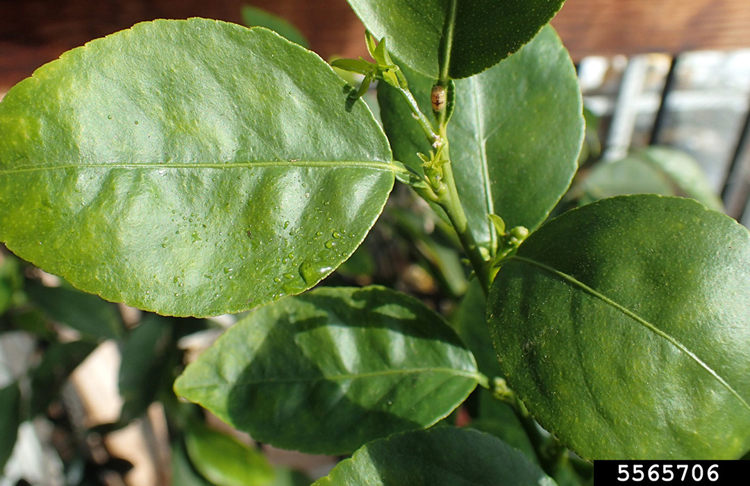 Brown soft scale - Agricultural Biology