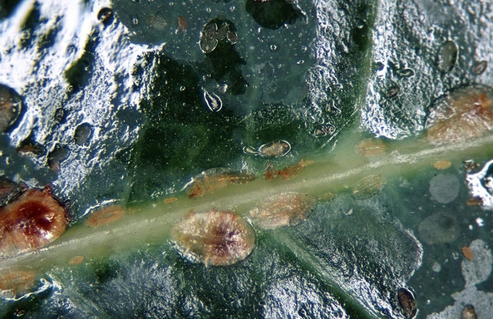 Brown soft scale - Agricultural Biology