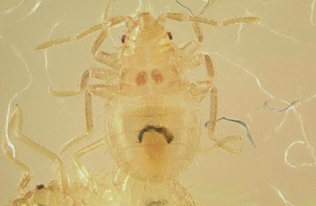 Bed Bugs Agricultural Biology Bed Bugs Agricultural Biology