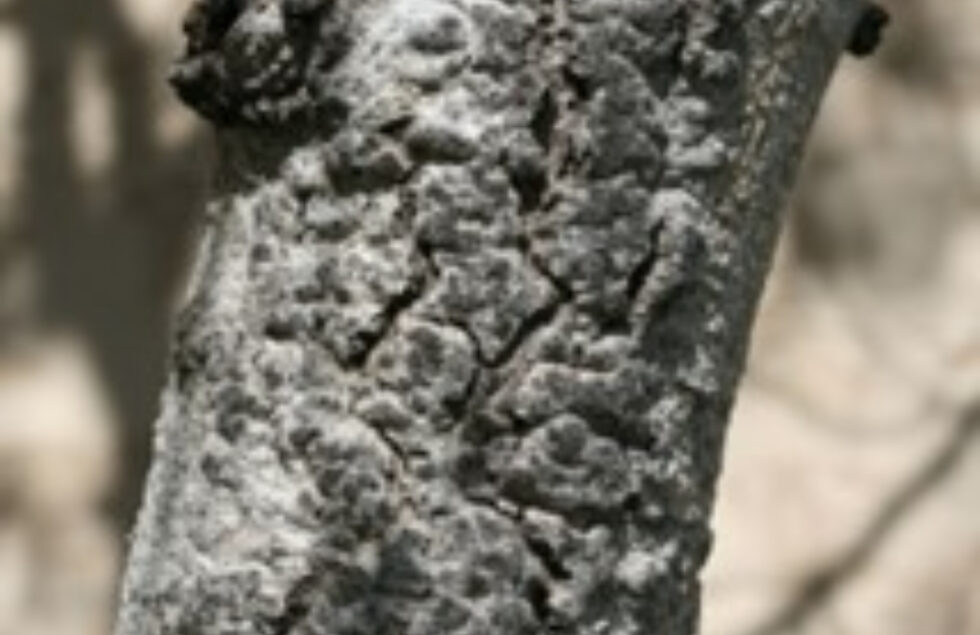 Oystershell scale - Agricultural Biology