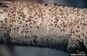 Oystershell scale - Agricultural Biology