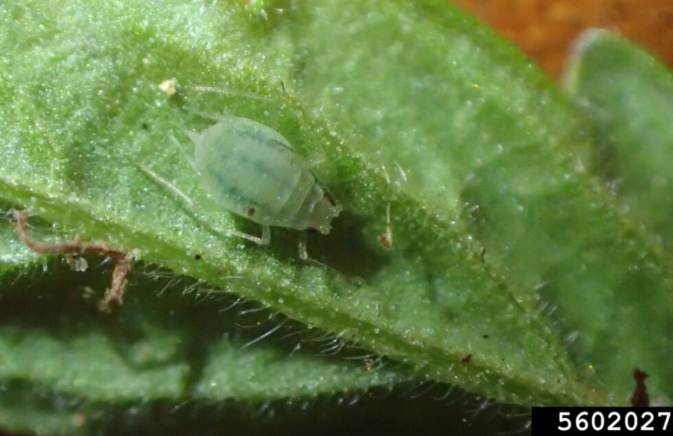Cannabis aphid Agricultural Biology