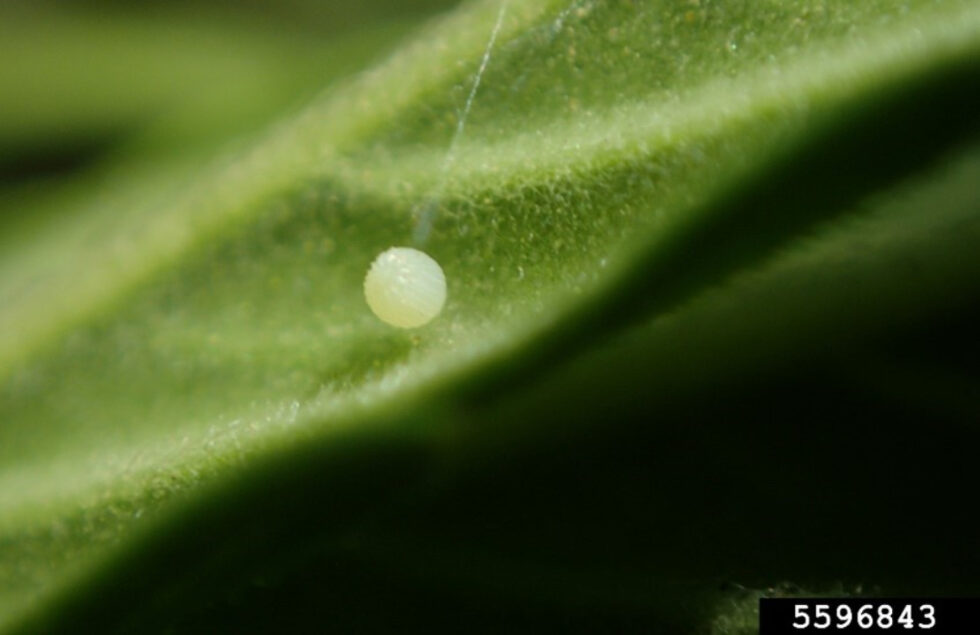 Corn earworm Agricultural Biology