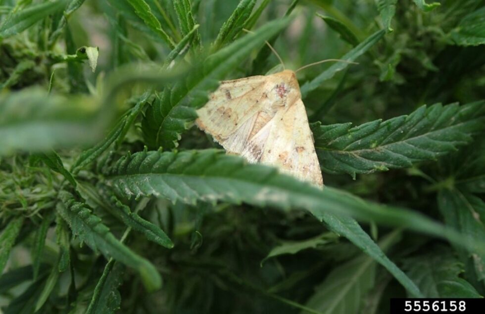 Corn earworm Agricultural Biology