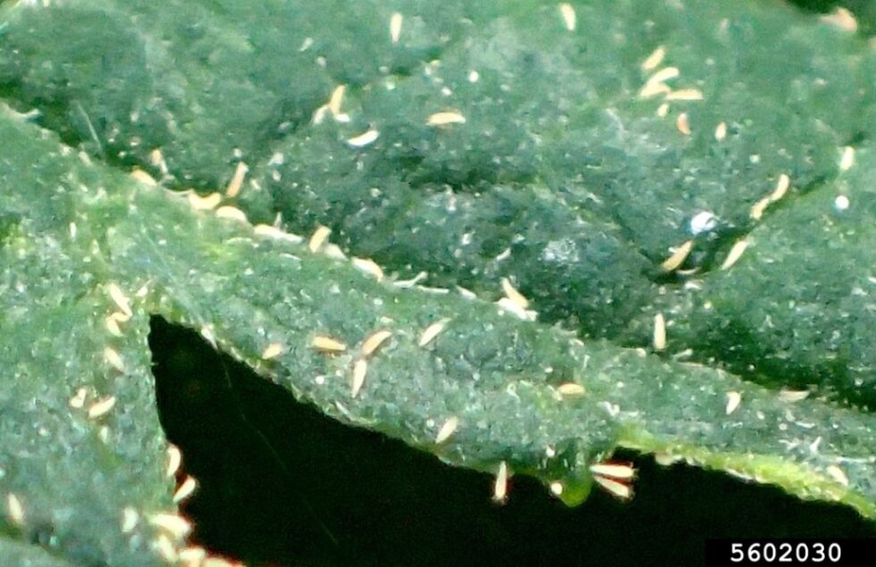 Hemp russet mite Agricultural Biology