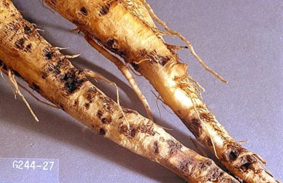 Sugarbeet root maggot Agricultural Biology