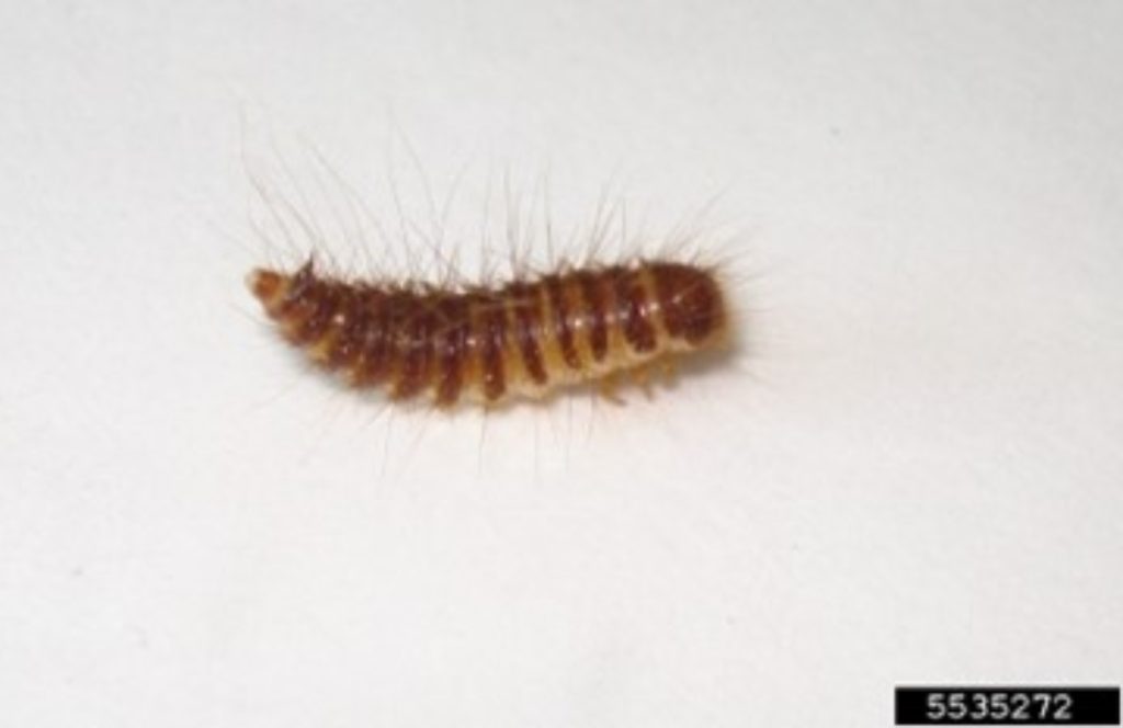 Dermestid beetles Agricultural Biology