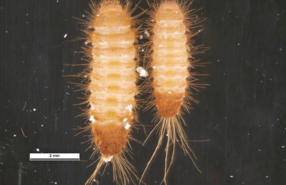 Dermestid beetles Agricultural Biology