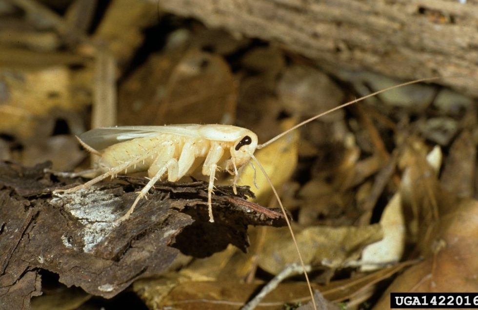Cockroaches Agricultural Biology