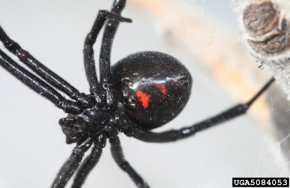 Western black widow spider Agricultural Biology