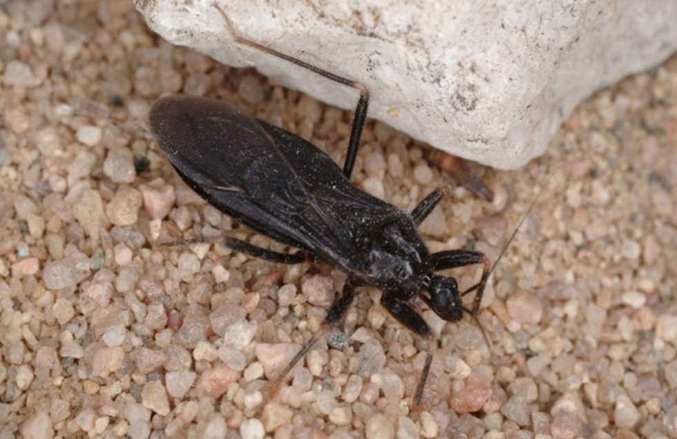 Western bloodsucking conenose - Agricultural Biology