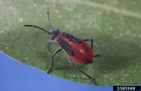Boxelder bug - Agricultural Biology