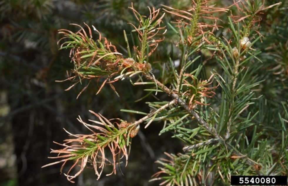 Douglasfir tussock moth Agricultural Biology