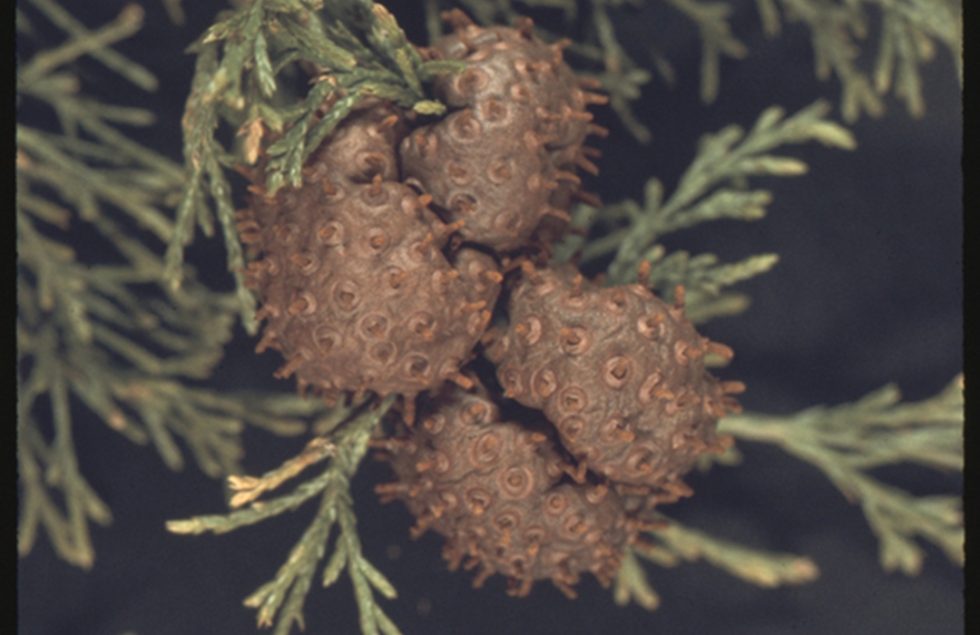 Cedar apple rust or juniper apple rust - Agricultural Biology