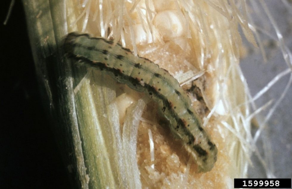 Corn earworm in sweet corn Agricultural Biology