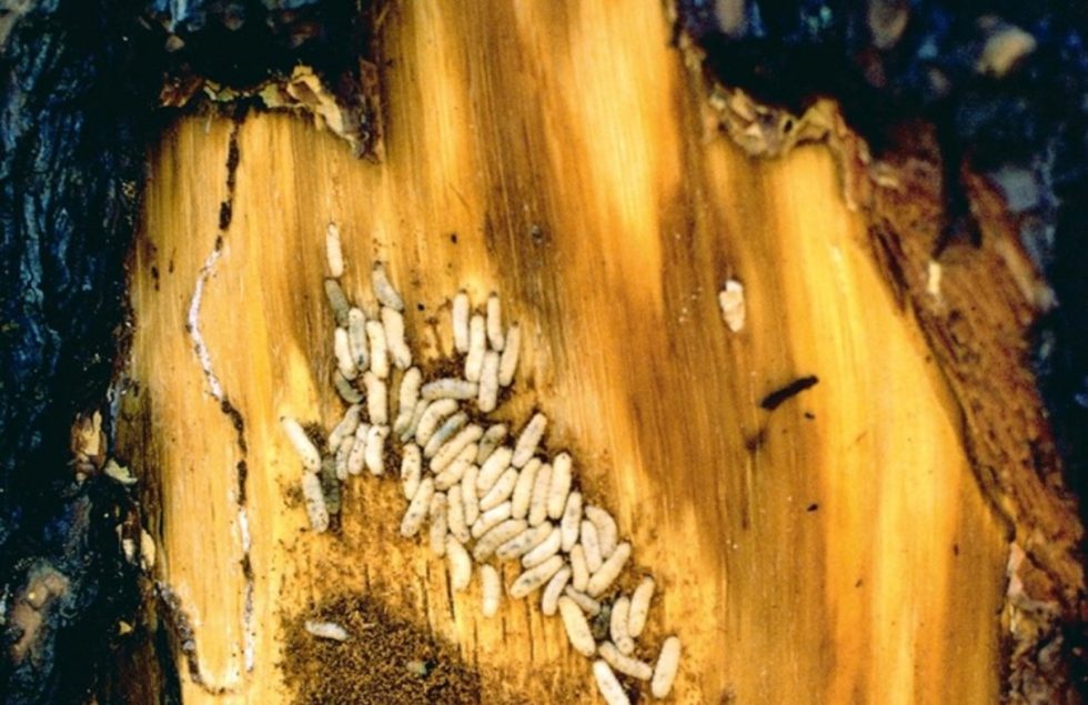 Red turpentine beetle - Agricultural Biology