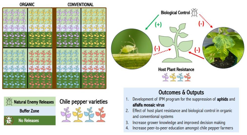 Alfalfa Mosaic Virus in Chili Peppers - Agricultural Biology