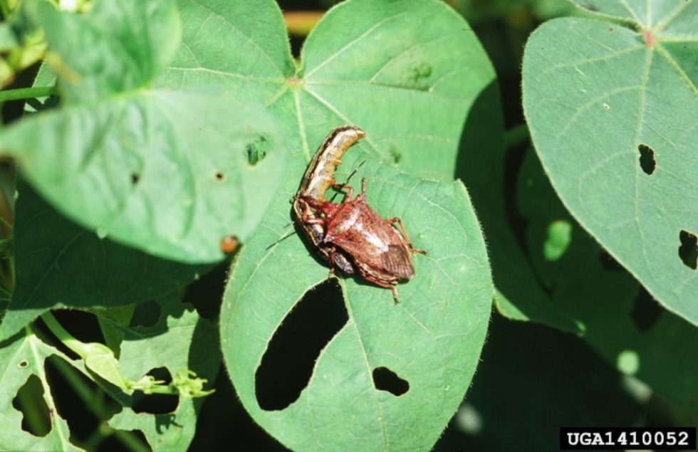 Armyworms - Agricultural Biology