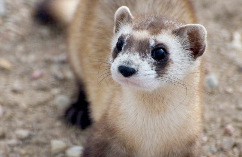 Black footed ferret