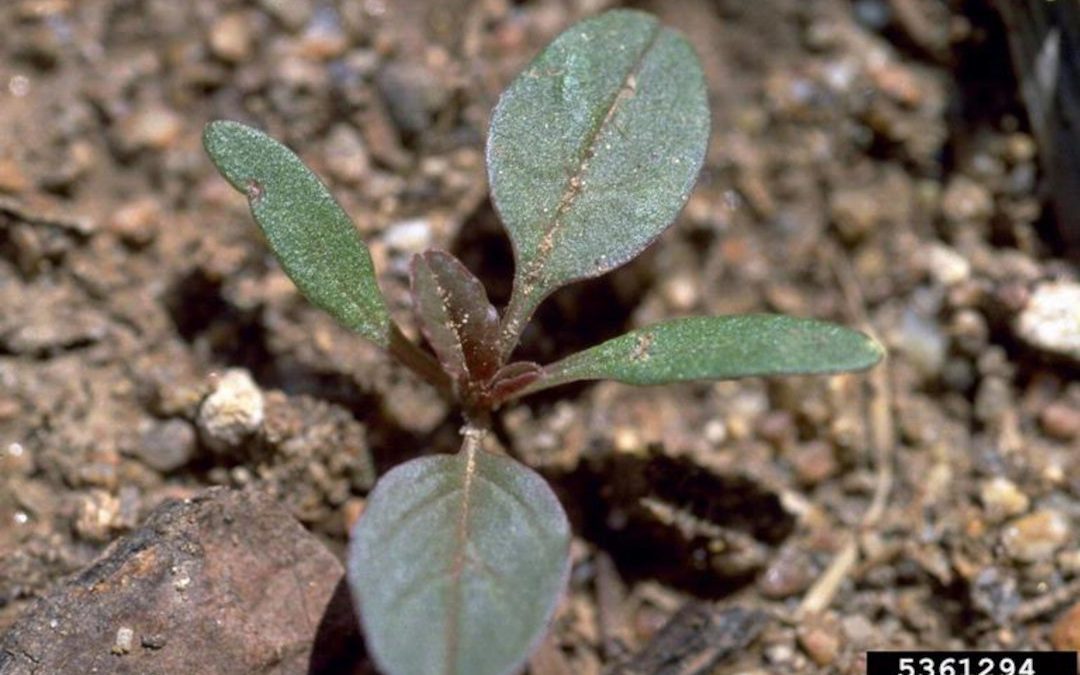 Redroot pigweed