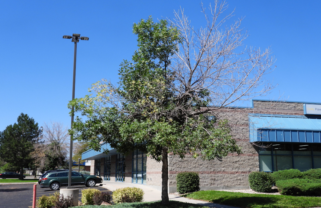 Ash tree in shopping center parking lot with upper canopy dieback due to emerald ash borer damage