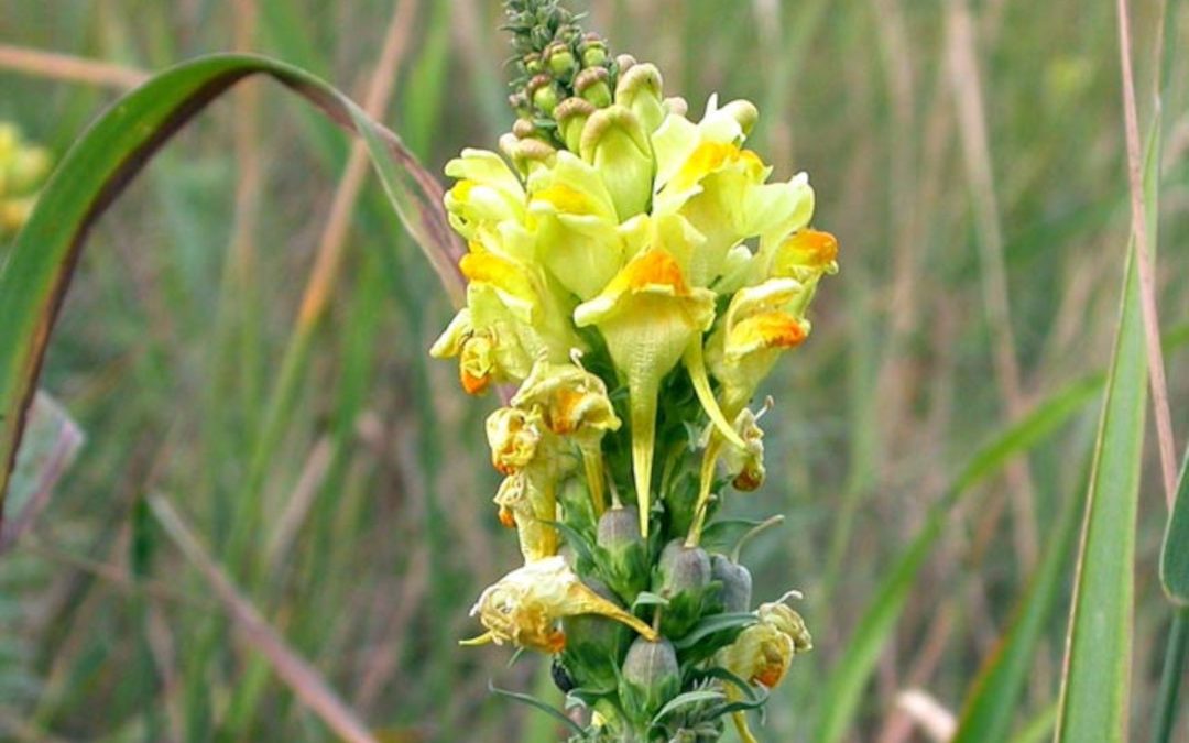 Yellow toadflax