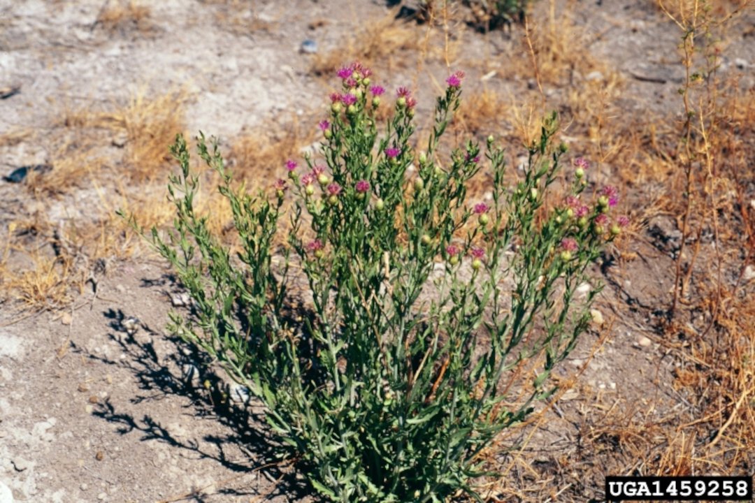 Russian knapweed - Agricultural Biology