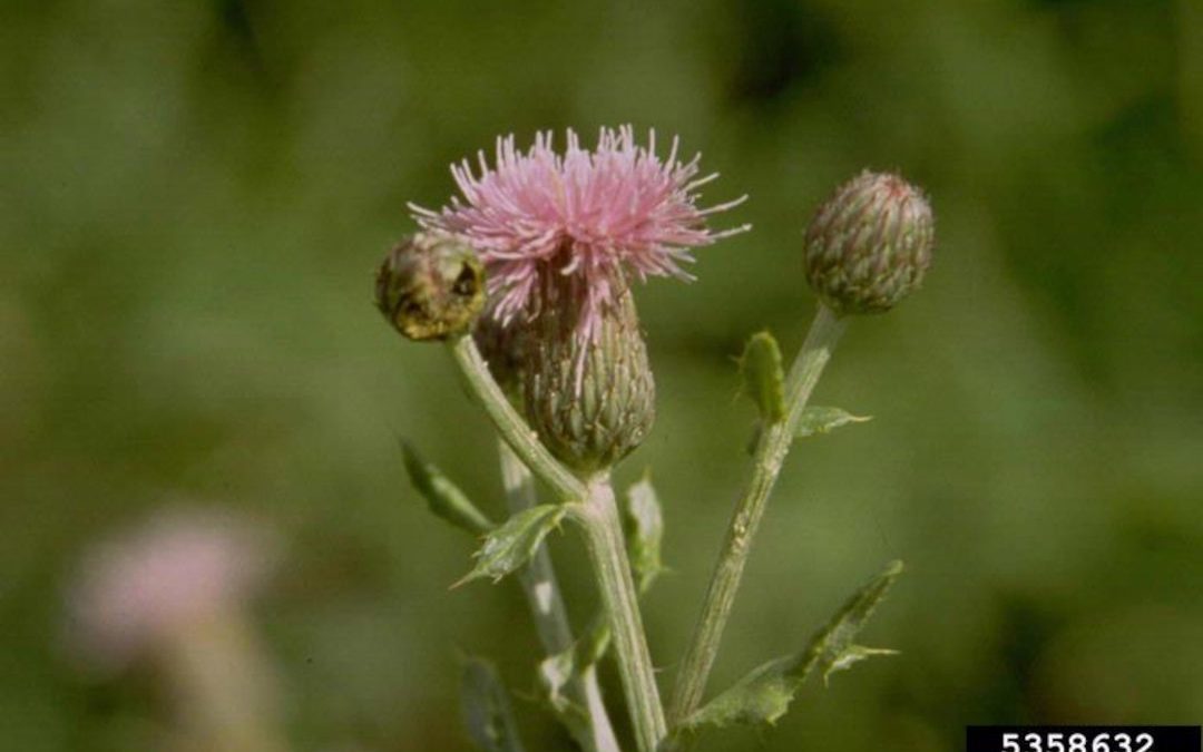 Canada thistle