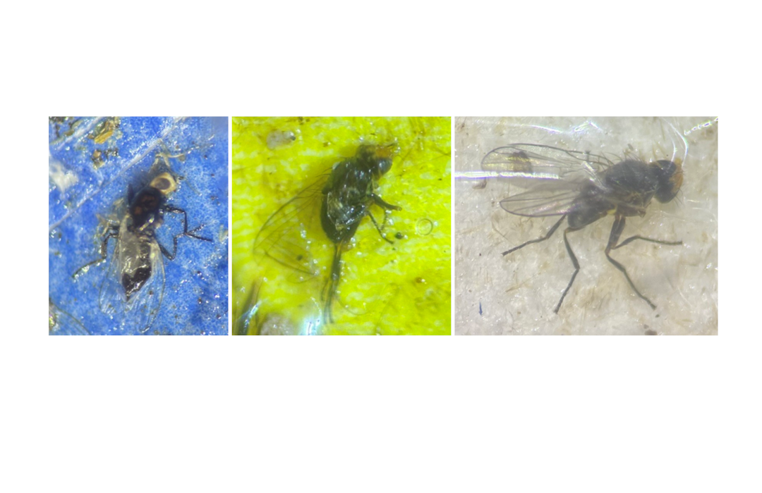 Flies caught in sticky traps