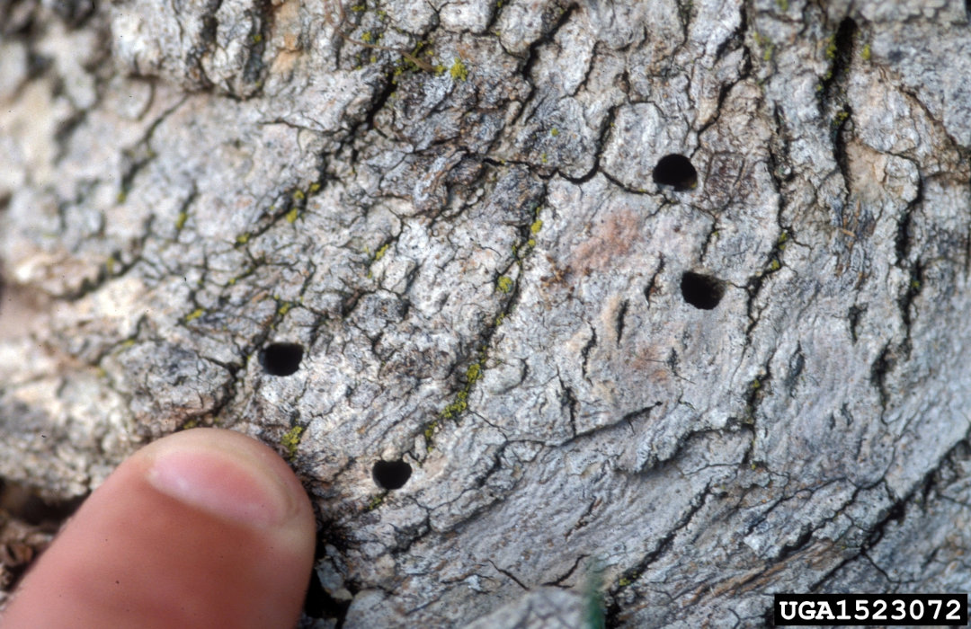 d-shaped exit holes from adult emerald ash borer emerging from ash tree