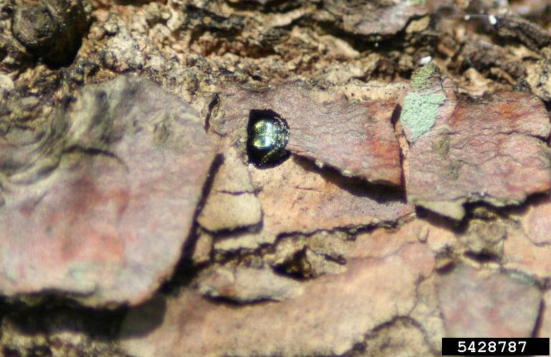 Emerald ash borer emerging from ash tree