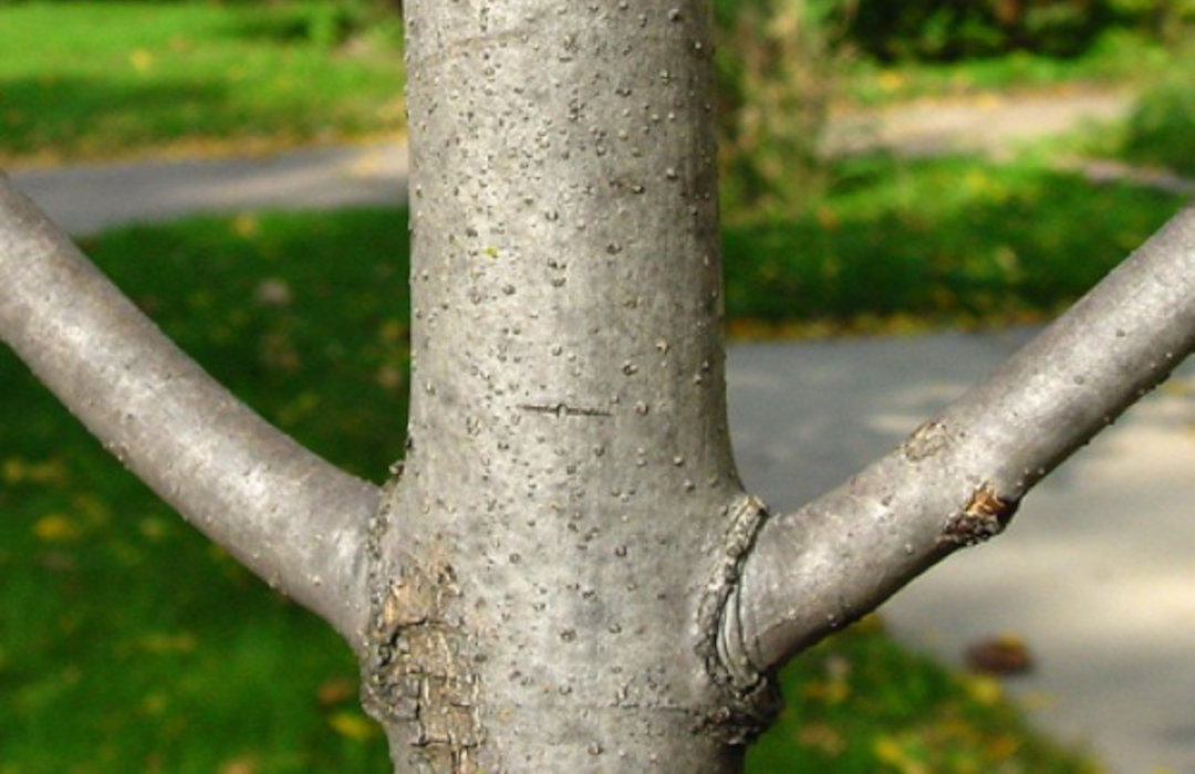 Ash tree with branches opposite one another