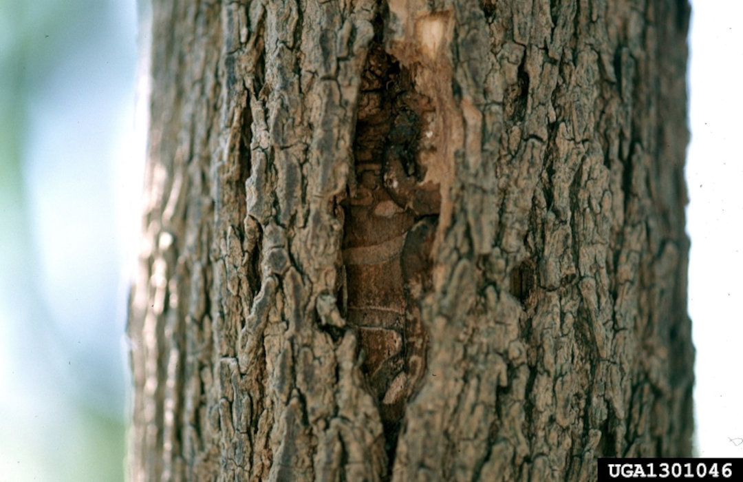Split bark on ash tree with emerald ash borer gallery underneath