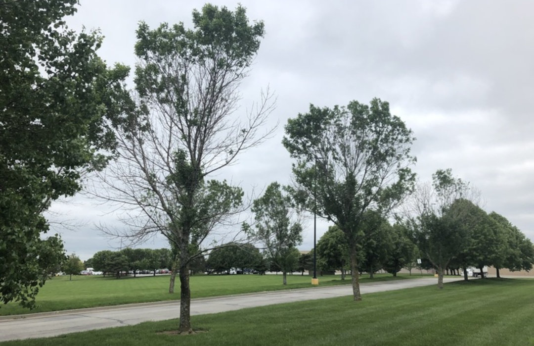 Ash trees with thinning upper canopies