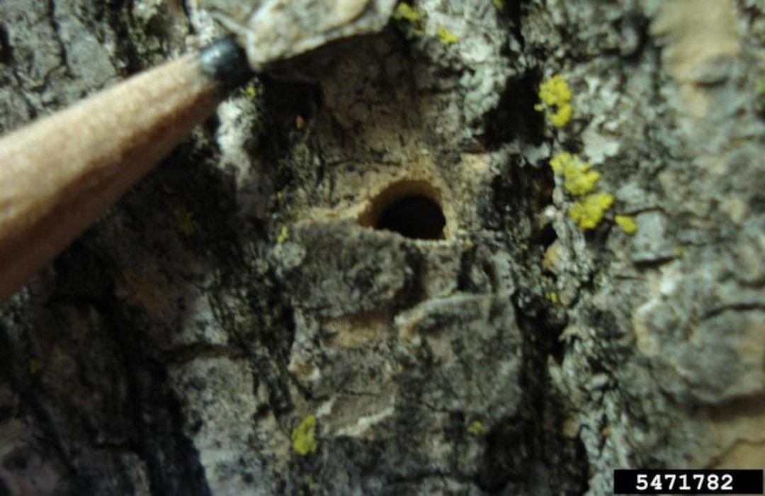 D-shaped exit hole from adult emerald ash borer emerging from ash tree with a pencil for size scale