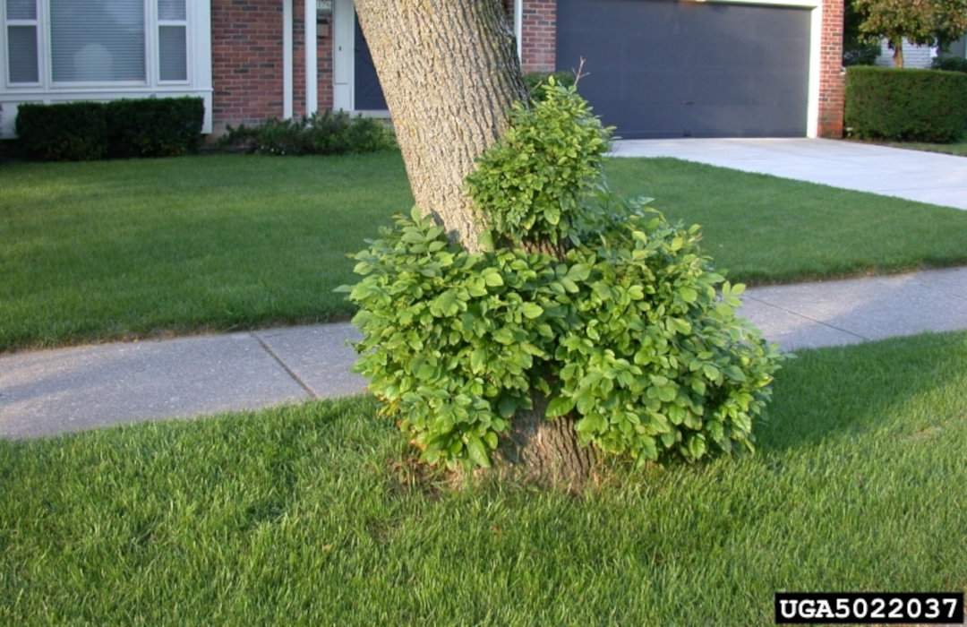 Growth emerging from trunk of ash tree