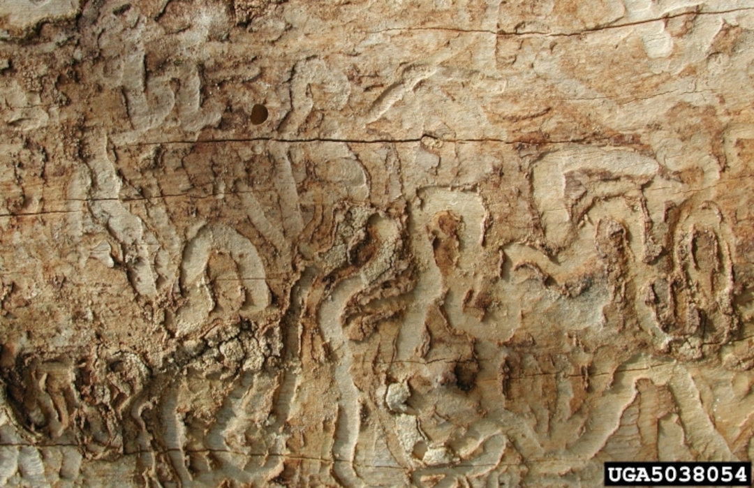 S-shaped markings under bark of ash tree