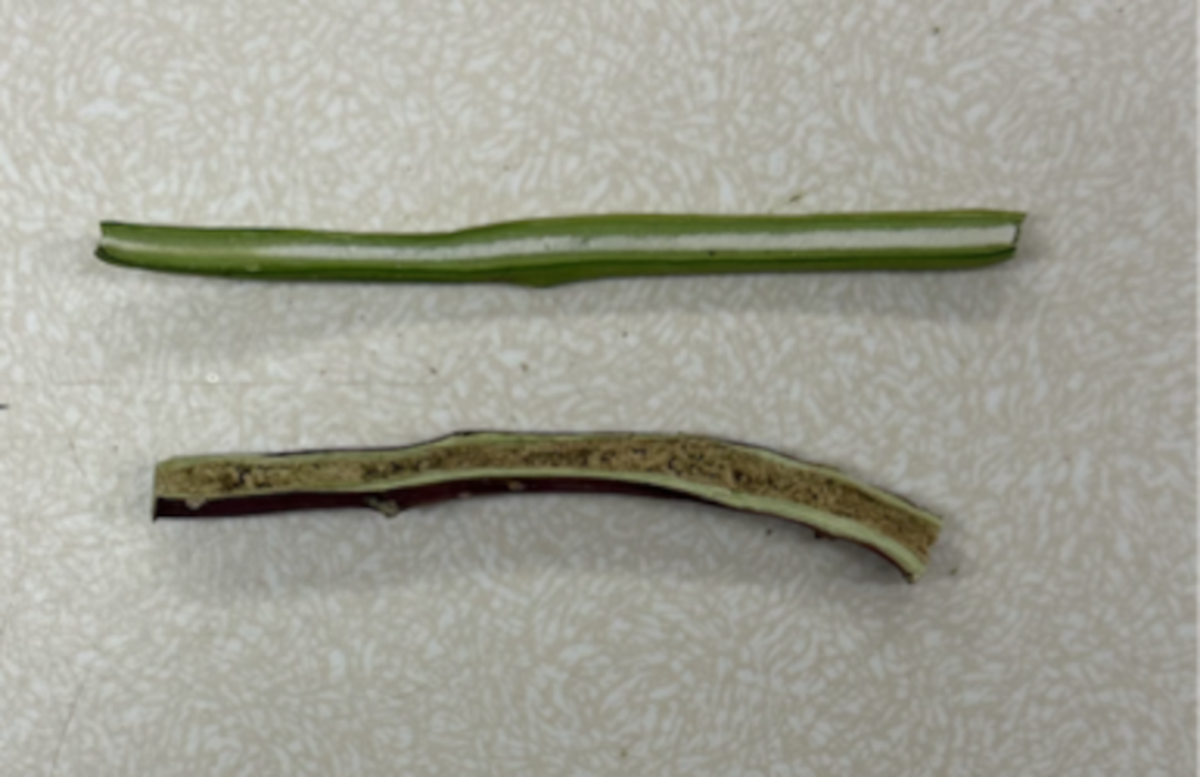 Damaged inner stem of quinoa