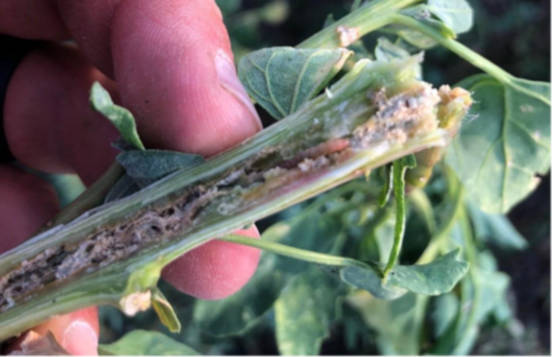 Damaged inner stem of quinoa